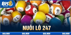 nuôi lô 247