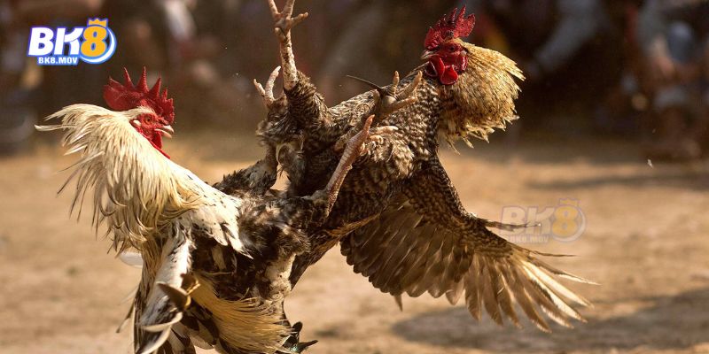 Điểum ưu việt của đá gà mạng tại nhà cái BK8